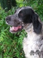 Setter Anglais HAYDEN AR LABOUSETTER Setter Anglais HAYDEN AR LABOUSETTER